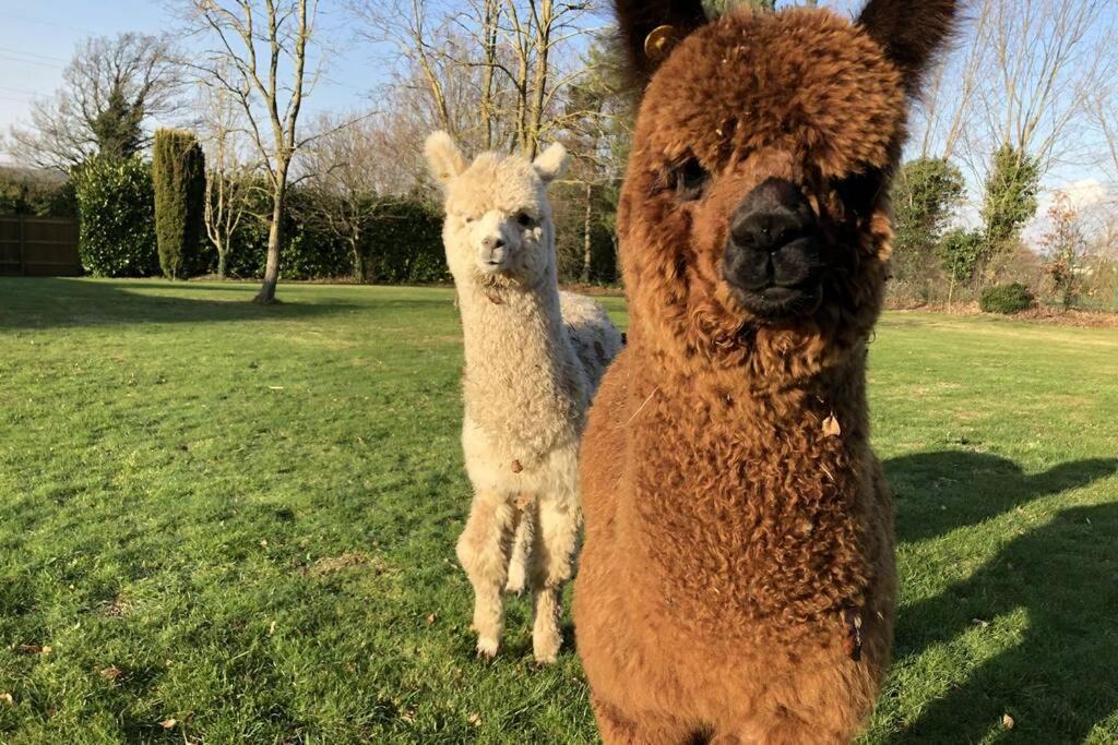 Alpaca Lodge ซิททิงบอร์น ภายนอก รูปภาพ