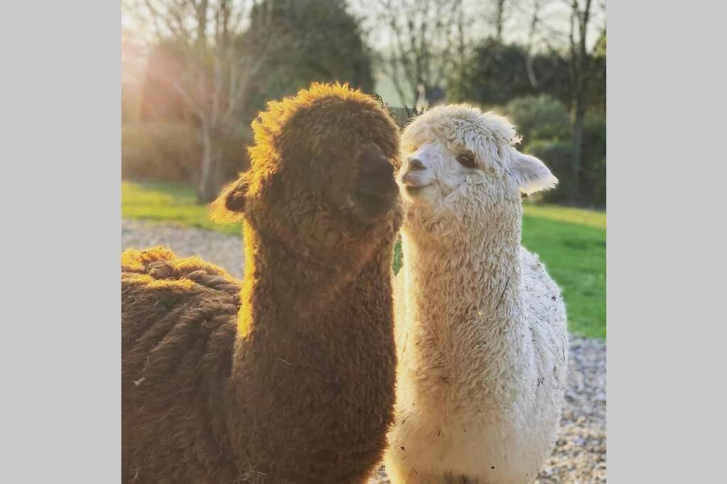 Alpaca Lodge ซิททิงบอร์น ภายนอก รูปภาพ